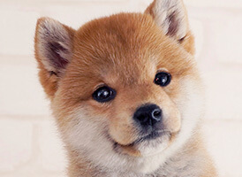 人気の犬種・犬の種類から子犬を探す 10位：豆柴